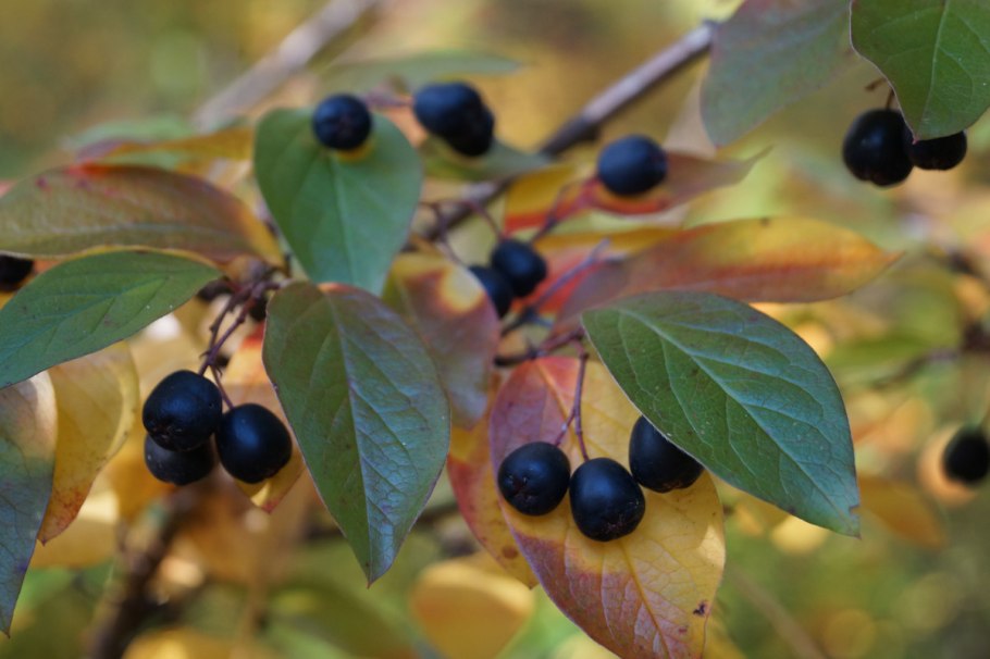 Кизильник черноплодный