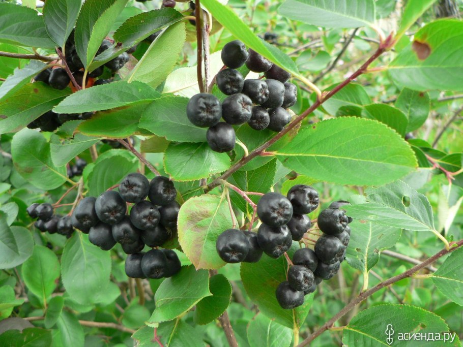 Ирга арония черноплодка