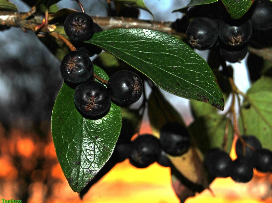 Кизильник черноплодный ягоды