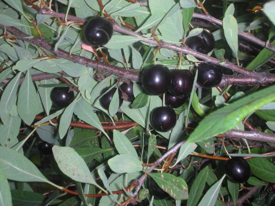 Вишня Песчаная бессея