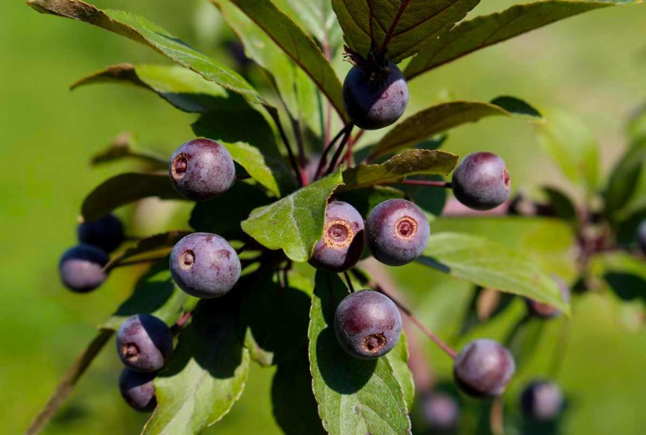 Кизильник черноплодный куст