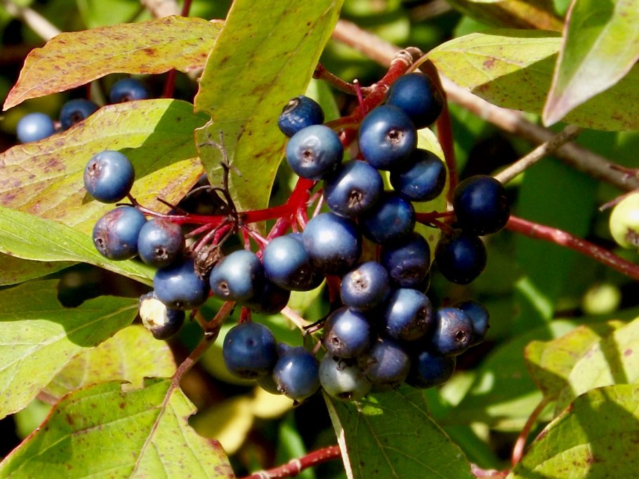 Волчья ягода (бирючина)