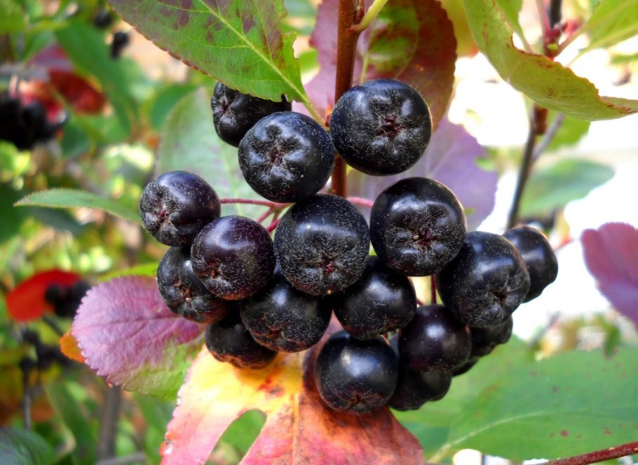 Арония черноплодная Черноокая