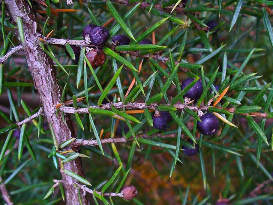 Можжевеловый стланик