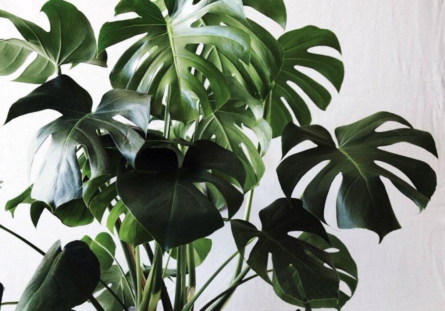 Монстера адансони минт