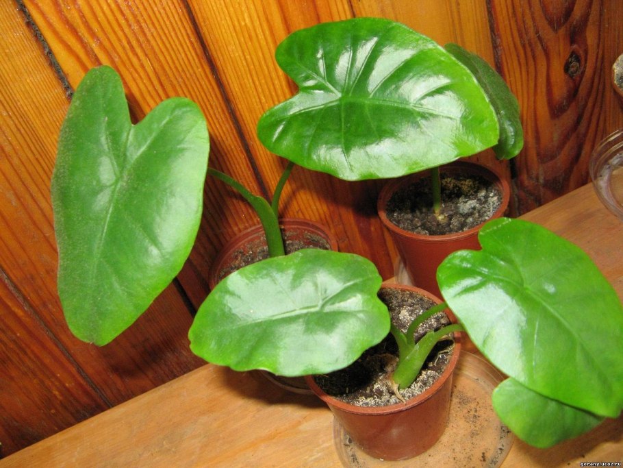 Монстера и Антуриум