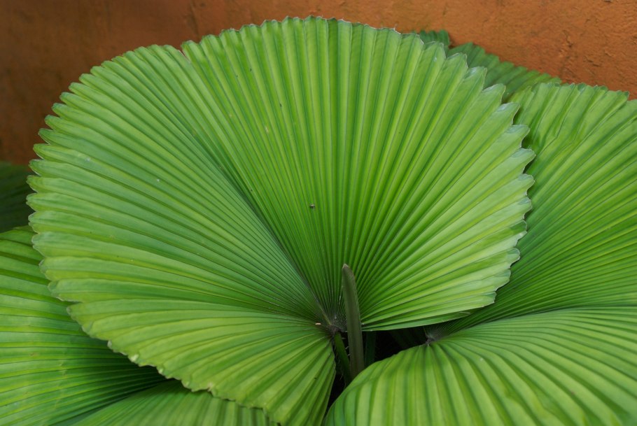 Каладиум Pearl blush