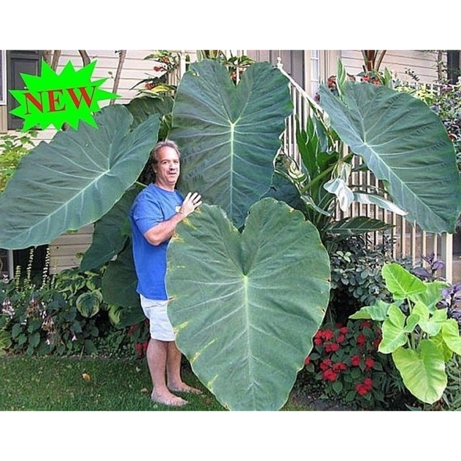 Филодендрон Ксантозома