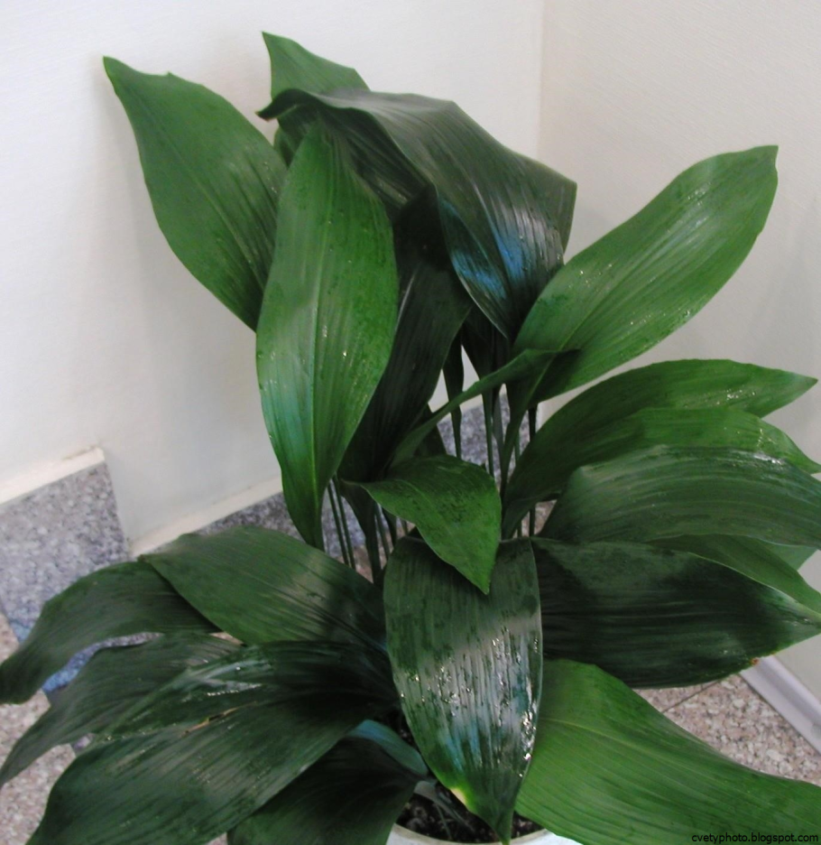 Монстера Делициоза (Monstera deliciosa)