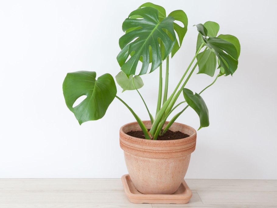 Monstera Leaf aesthetic