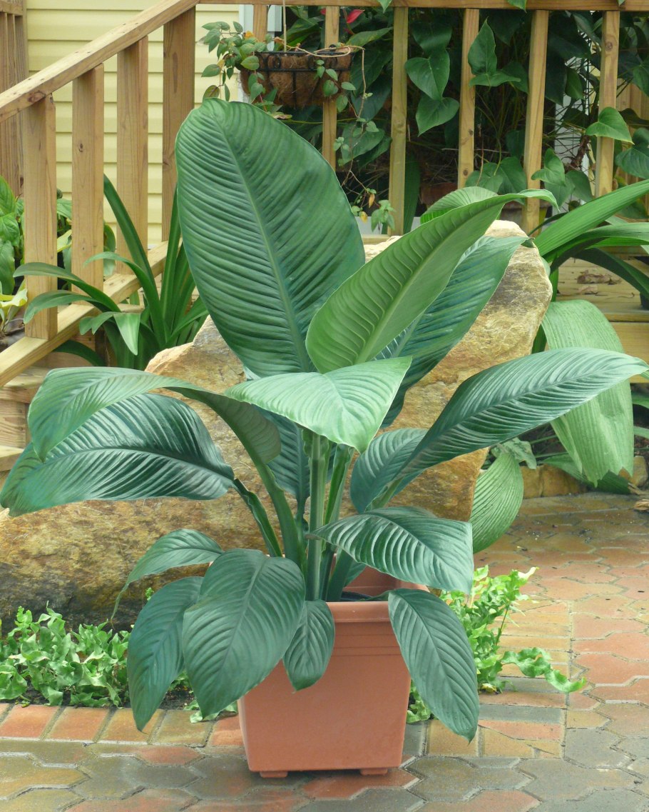 Диффенбахия maculata