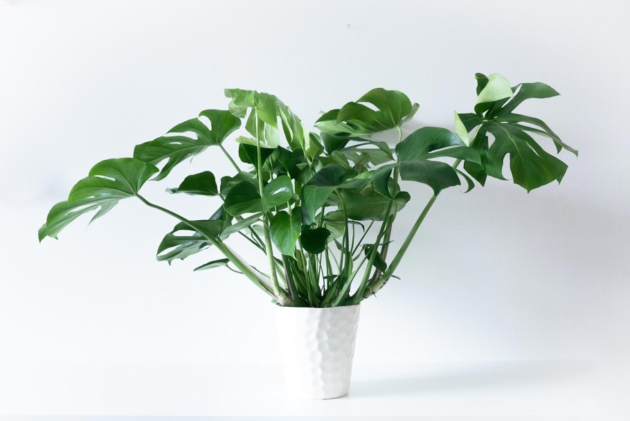 Филодендрон остросердцелистный