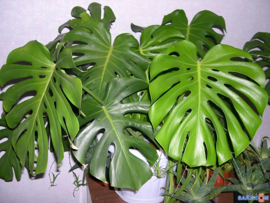 Алоказия Амазоника