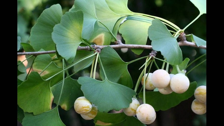 Гинкго билоба Ginkgo Biloba
