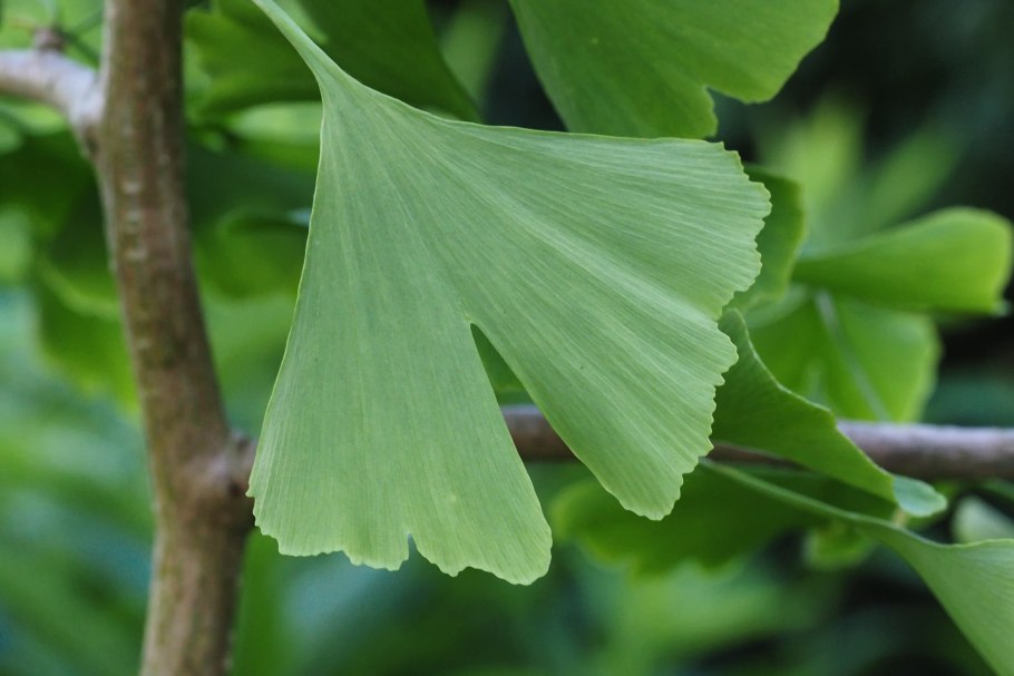 Гинкго билоба двулопастный Ginkgo Biloba