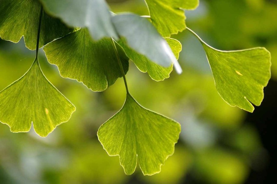 Гинкго билоба Ginkgo Biloba