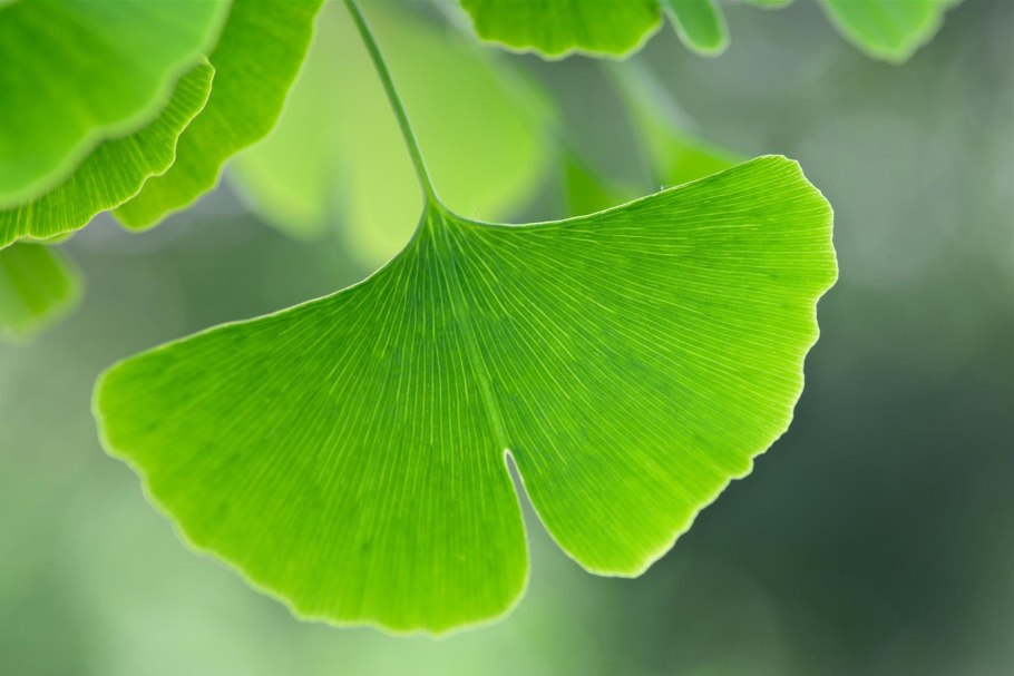 Листочки гинкго