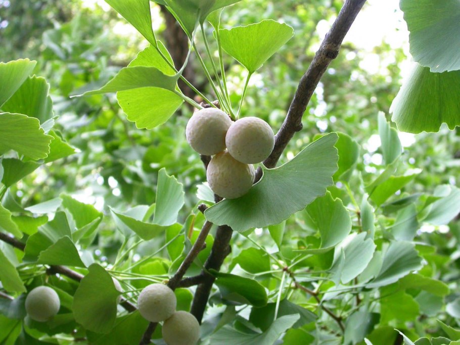 Гинкго билоба дерево