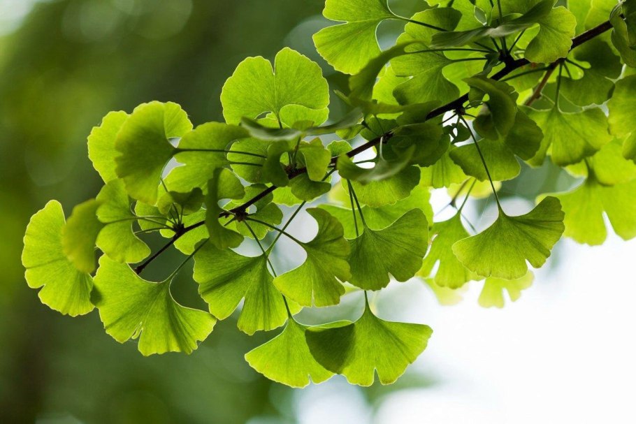 Гинкго билоба Ginkgo Biloba
