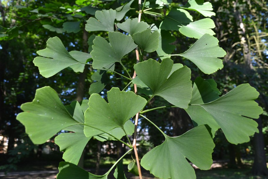 Гинкго листопадное