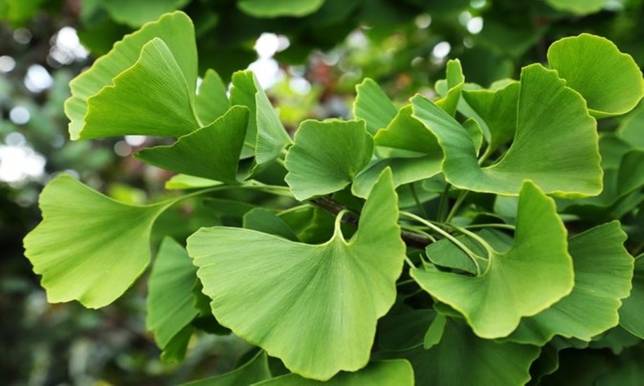 Гинкго билоба двулопастный Ginkgo Biloba