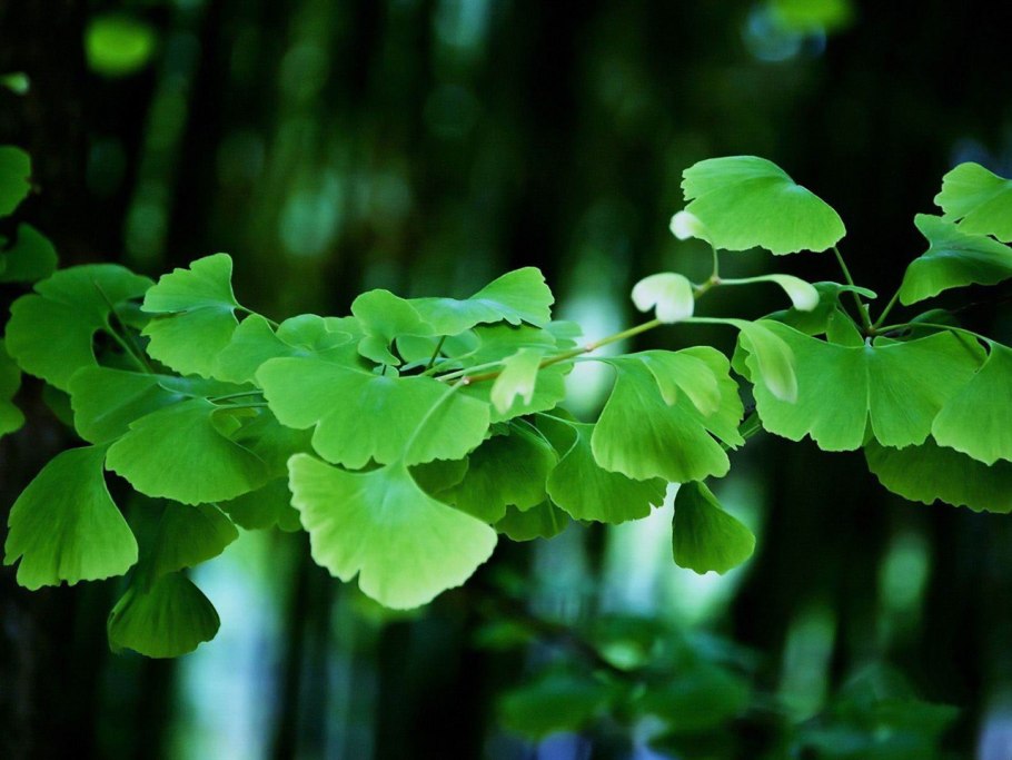 Гинкго билоба растение