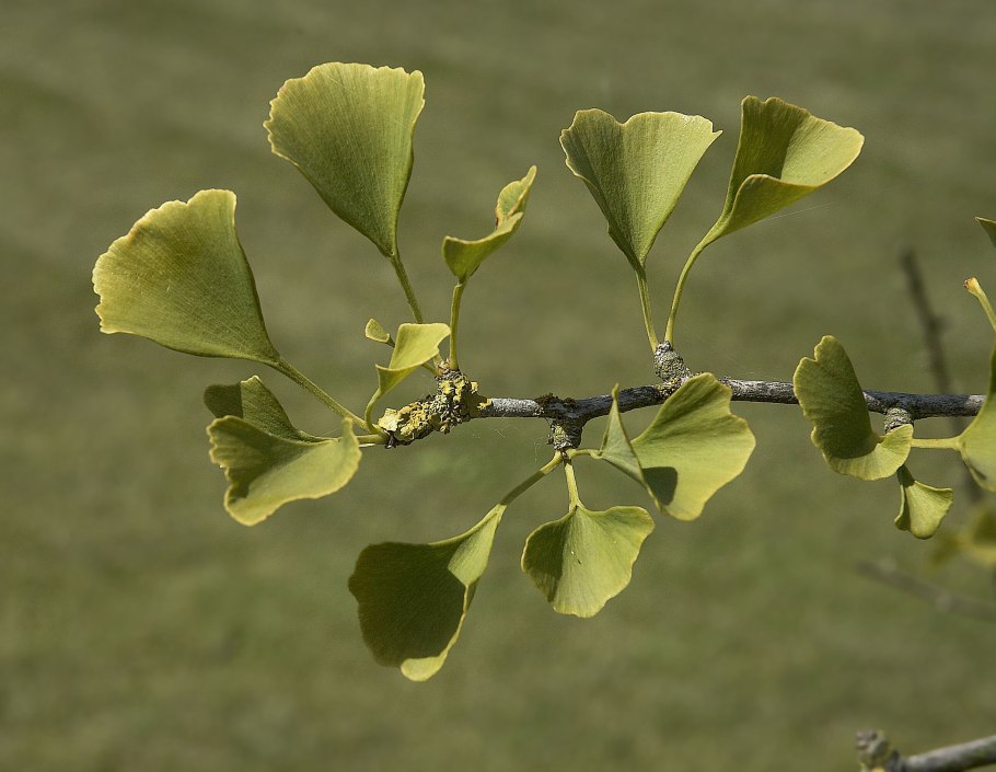 Гинкго двулопастный листьев экстракта