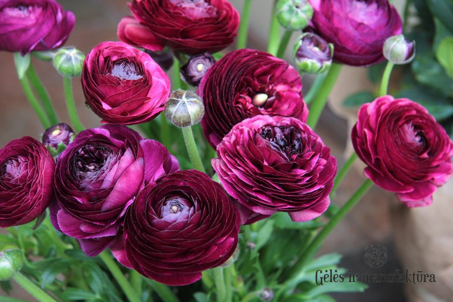 Лютик ранункулюс Пурпл