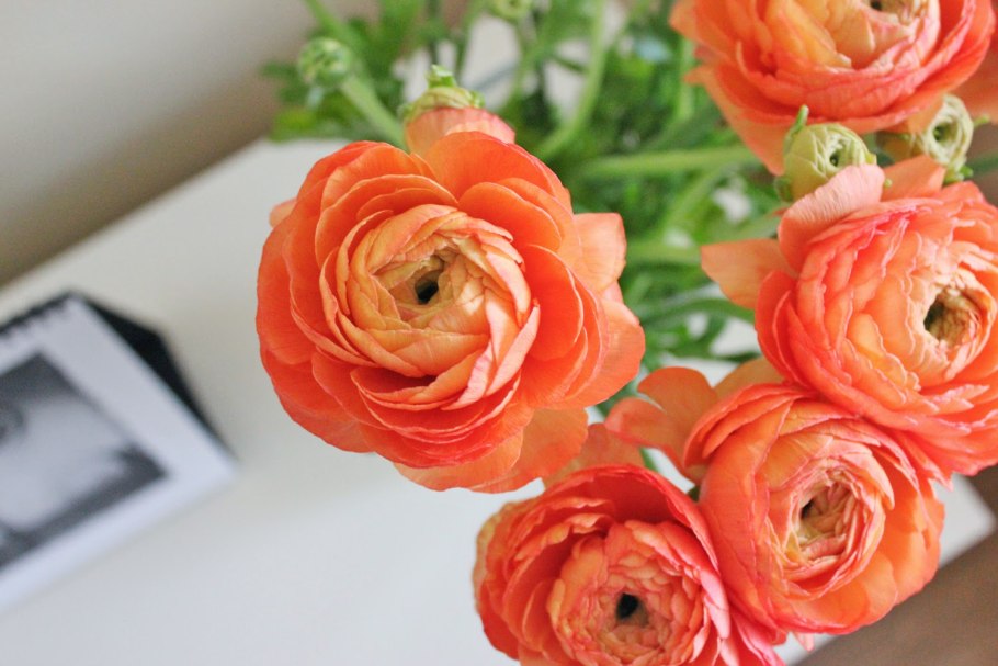 Ранункулюс цветы