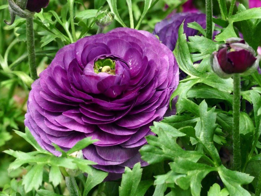 Лютик ранункулюс Пурпл