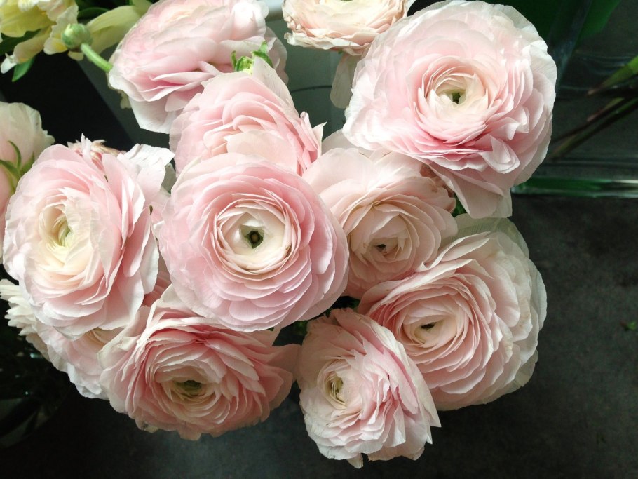 Лютик ранункулюс Пинк