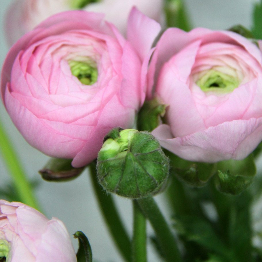 Лютик ранункулюс