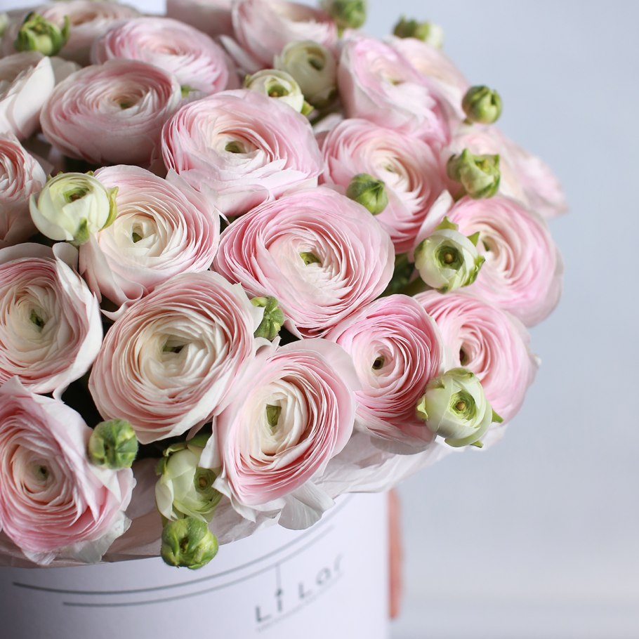 Ранункулюс magen