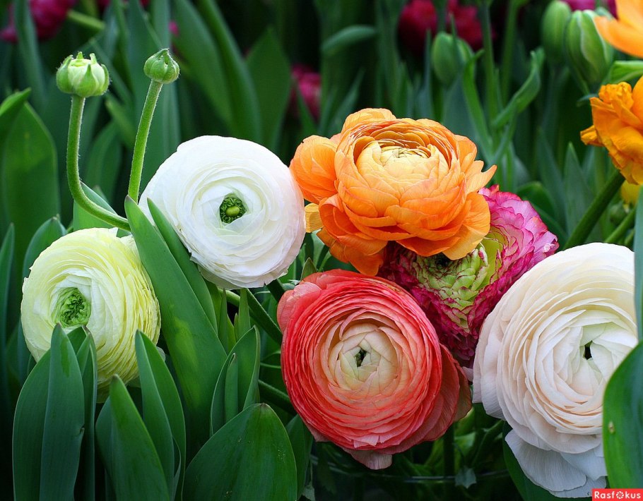 Лютик ранункулюс