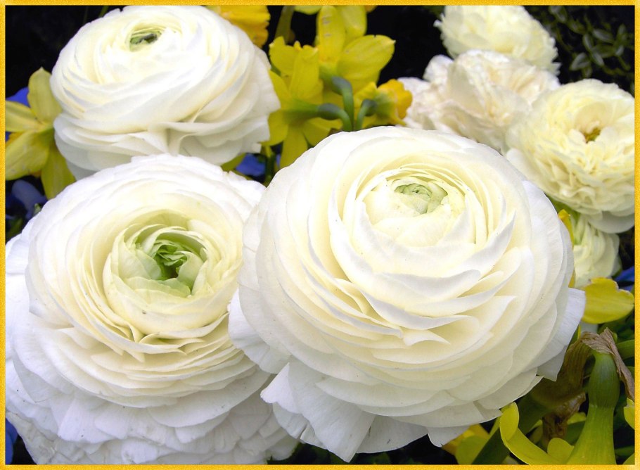 Ранункулюс (Лютик) Вайт