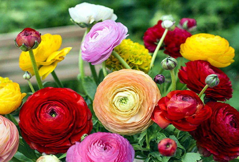 Лютики ранункулюсы