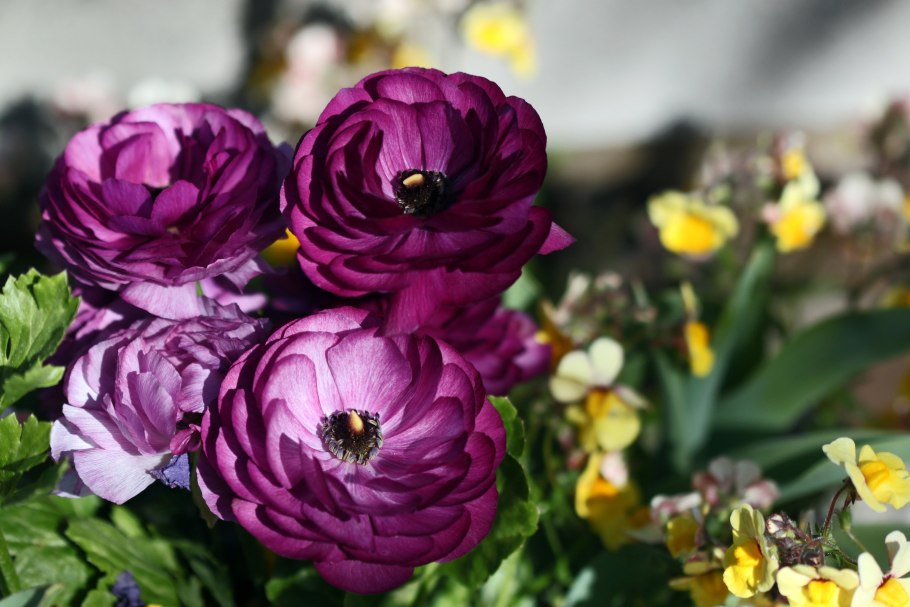 Лютик ранункулюс