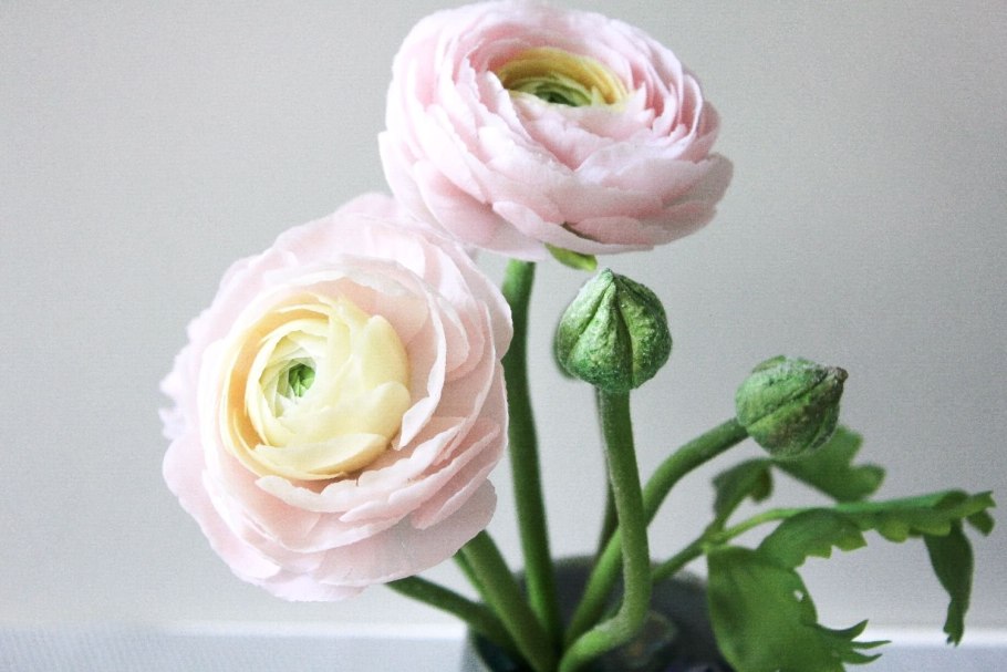 Цветы лютики-ранункулюсы