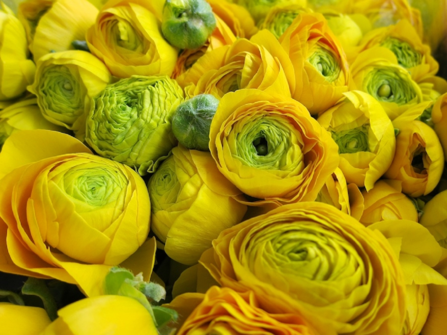 Ранункулюс жёлтый (Лютик азиатский Yellow)