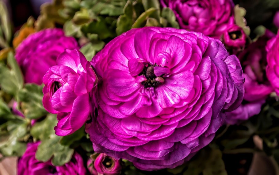 Ранункулус Пепл