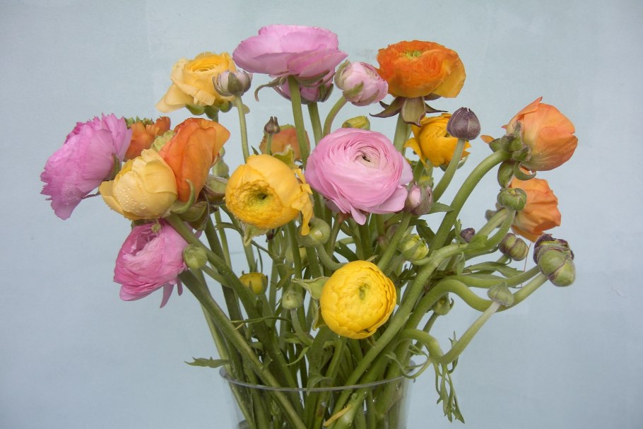 Ранункулюс махровый