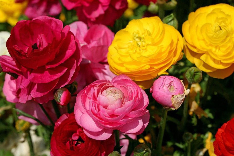 Лютик ранункулюс