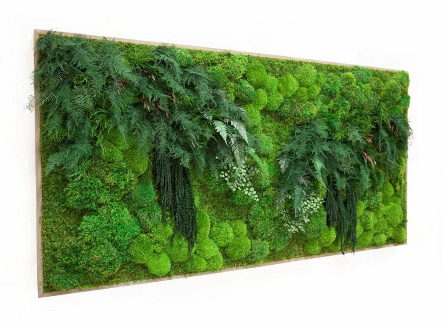 Фитокартина мох растения