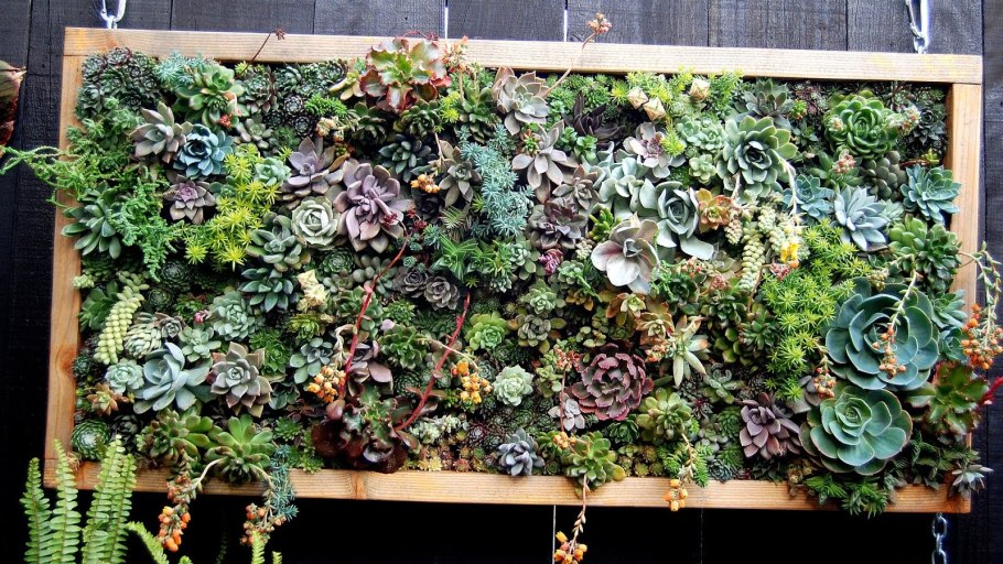 Мох и Суккуленты на стене
