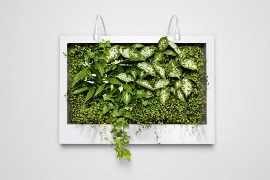 Пряные травы фитомодуль