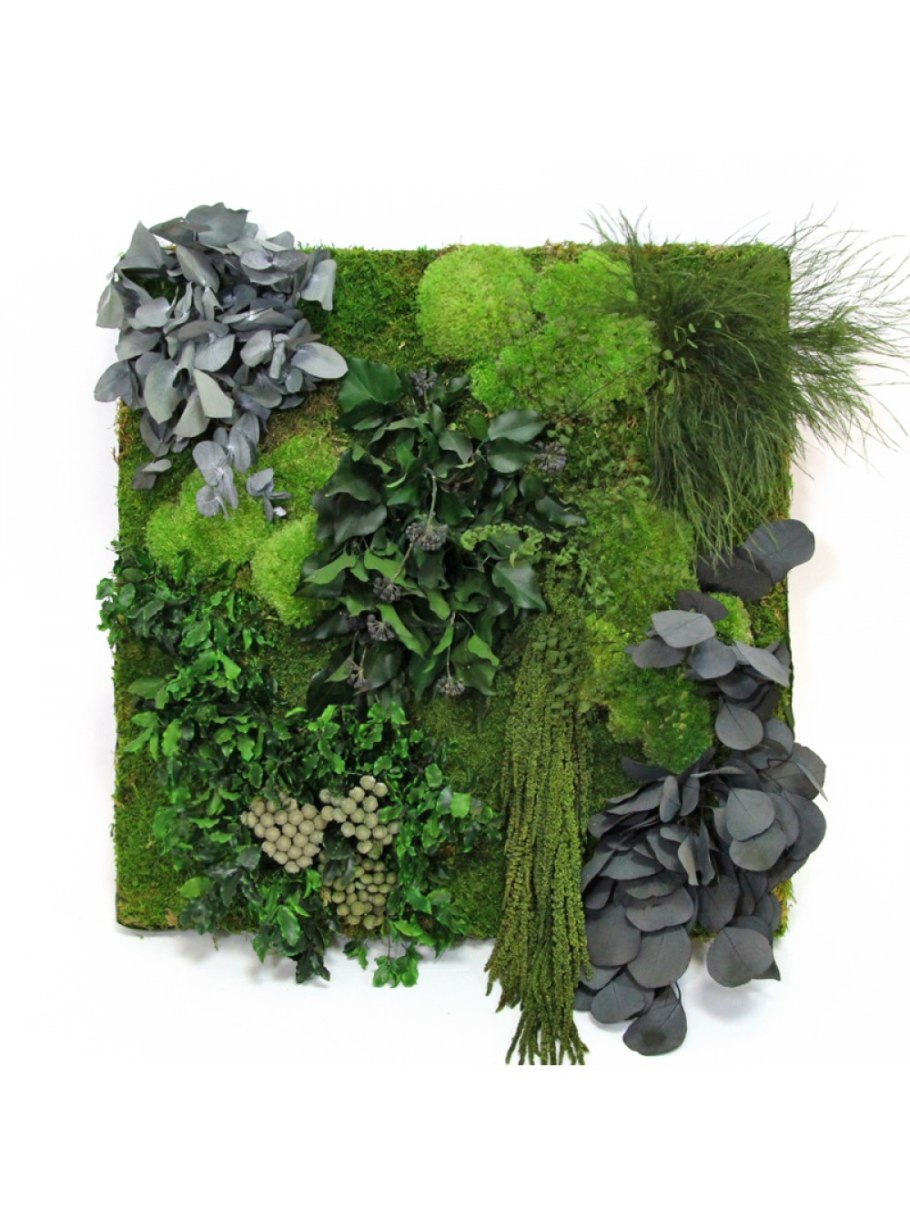 Фитостена эвкалипт