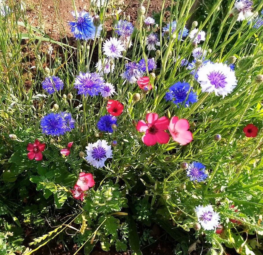 Лён многолетний (Linum perenne l.)