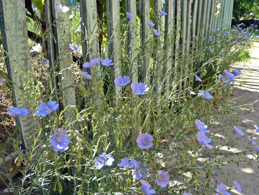 Лен многолетний Linum perénne