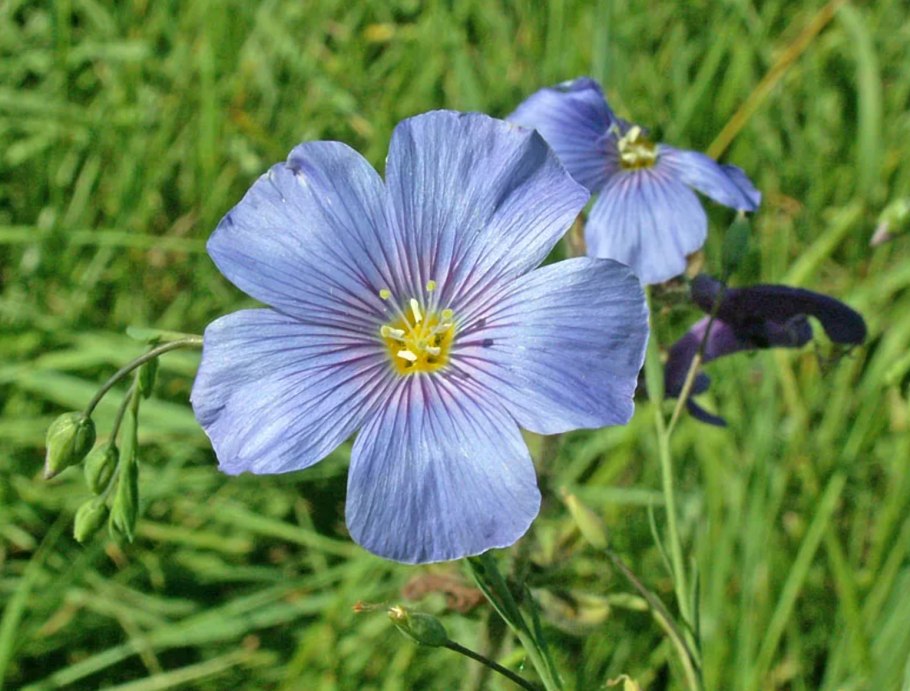 Лён крупноцветковый (Linum grandiflorum)