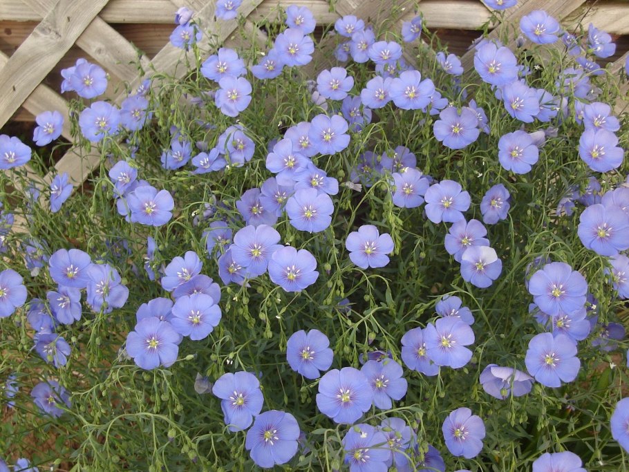 Лен многолетний Linum perénne